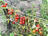 Agricampeggio Oasi del Pollino - prodotti ortofrutticoli 